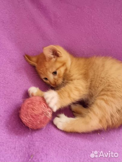 Кузя 1.5 месяца в добрые руки