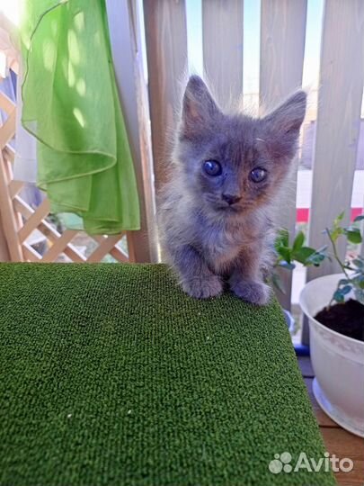 Котята мальчики в добрые руки