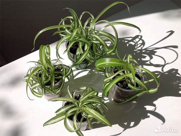 Хлорофитум Бонни Комнатные растения