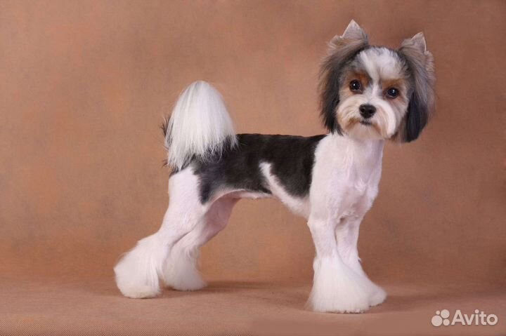 Груминг стрижка собак