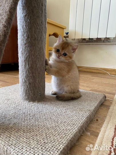 Золотые и серебряные шиншиллы