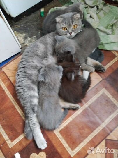 Котята