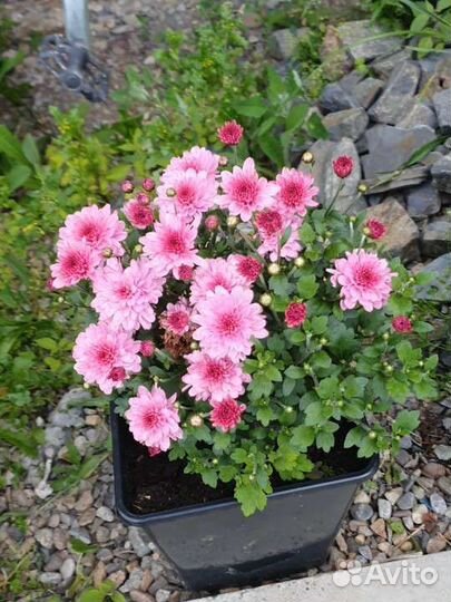 Хризантемы мультифлора