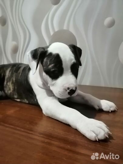 Американский стаффордширский терьер