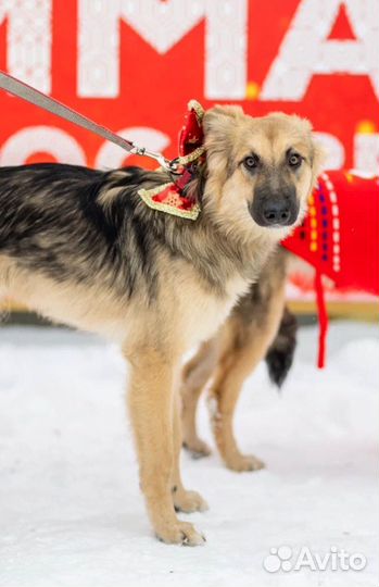 Щенок в добрые руки