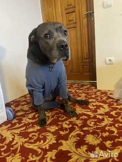 Передержка собак/Зоогостиница