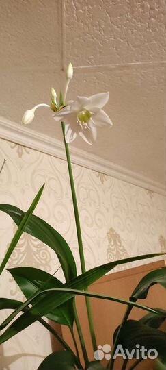 Эухарис амазонская лилия