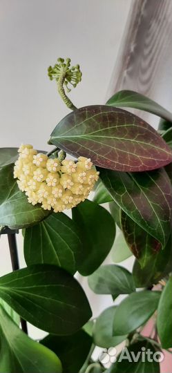 Хойя Хельвигиана