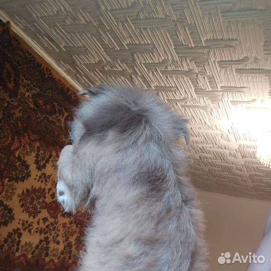 Девочка чихуахуа