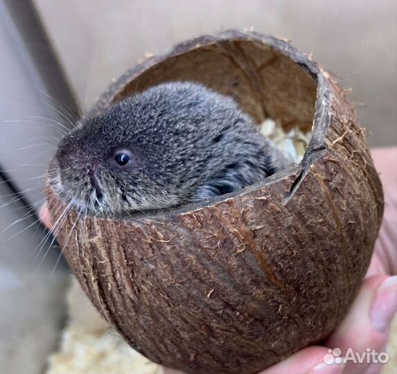 Слепушонка восточная или минибобрик