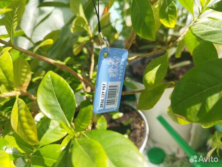 Брелок Тройка влюблённые коты