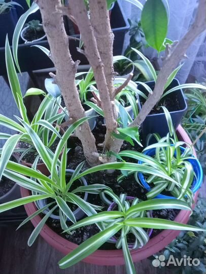 Хлорофитум несколько