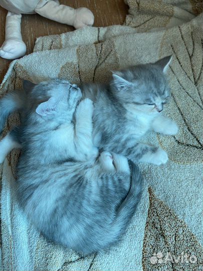 Котята мальчик девочка Мать британская шиншилла