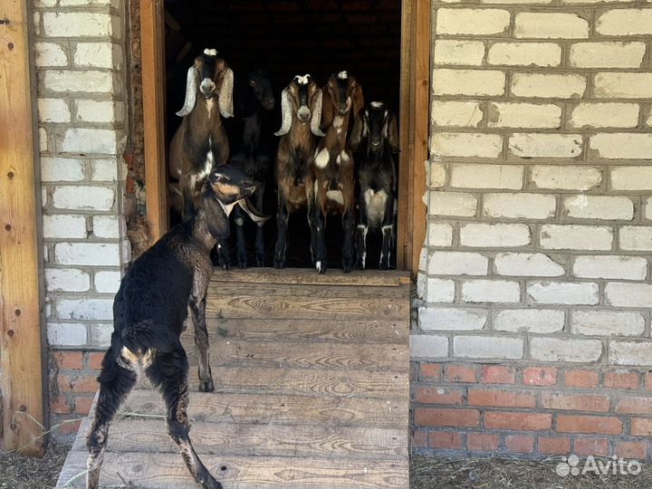 Нубийские козы