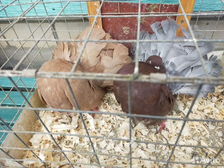 Голуби павлины