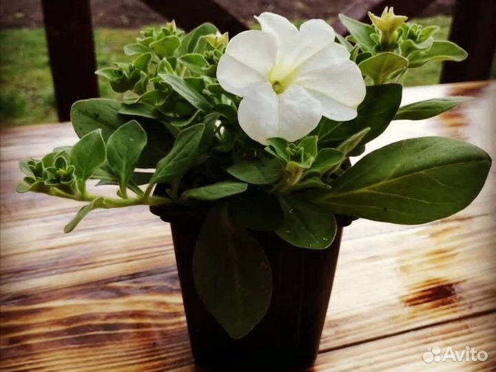 Рассада цветов. Петуния. Бархатцы. Виола