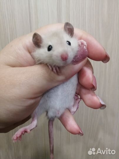 Крыса крыски крысята Дамбо сиамские