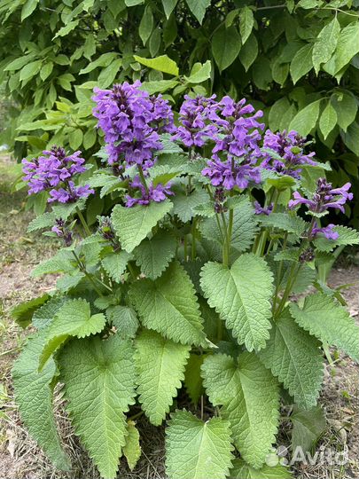 Буквица, дельфиниум,чистец, травянка,флокс