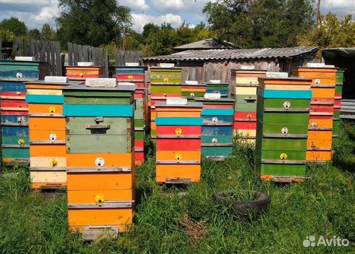 Мед 2023 натуральный алтайский опт