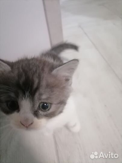 Котята британцы