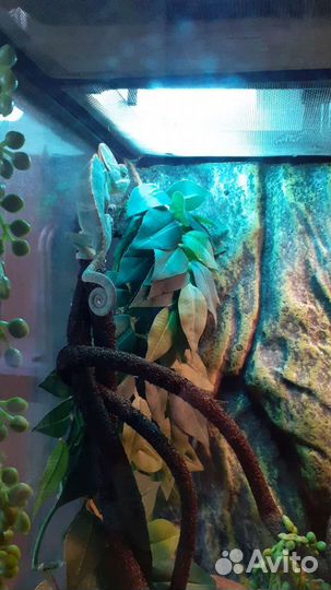 Пригляжу за вашим питомцем в ваше отсутствие