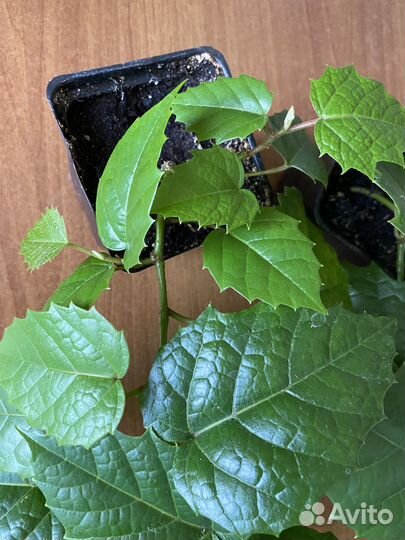 Циссус антарктический растения