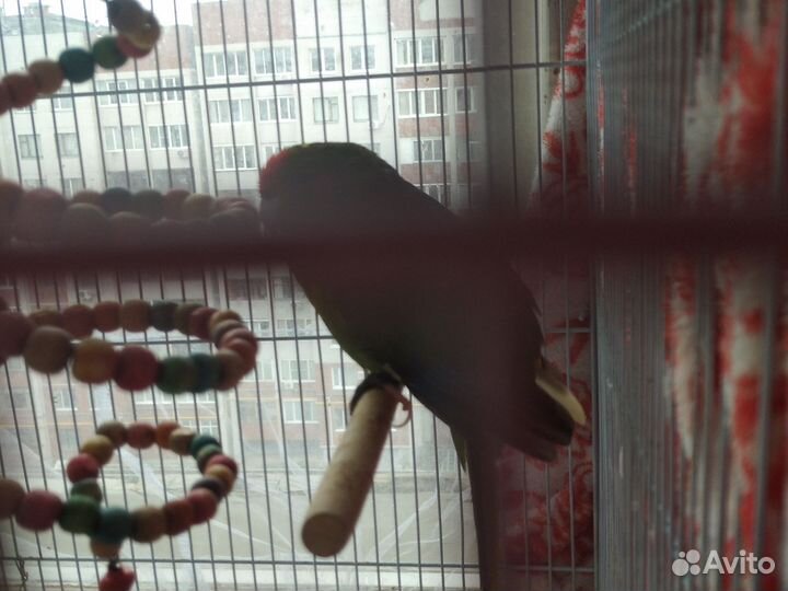 Птицы какарики