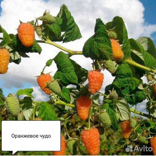 Малина саженцы