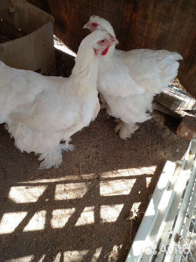 Курочки кохинхины