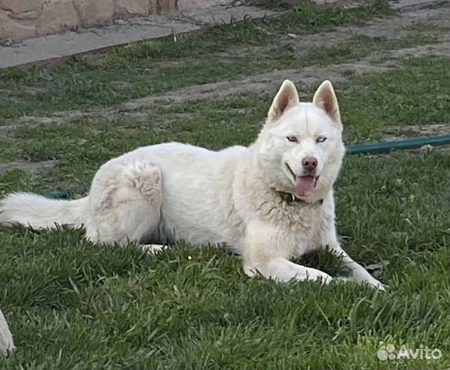 Сибирский хаски