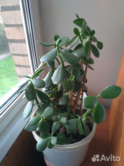 Красула толстянка