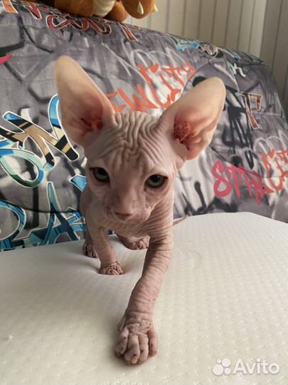 Канадский сфинкс