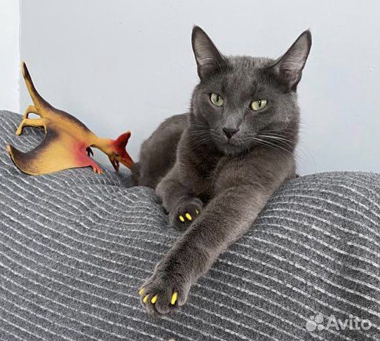 Стрижка кошек и собак(груминг) с выездом на дом