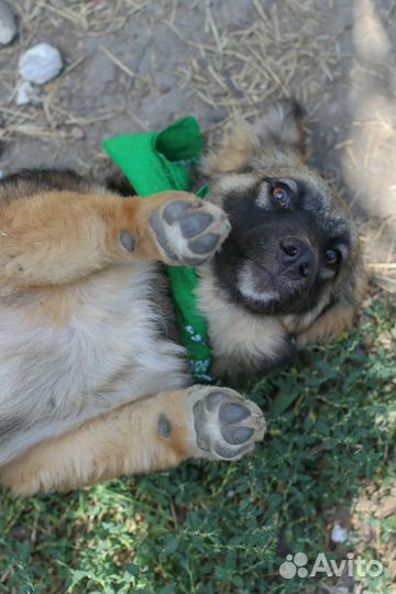 Щенок подросток в добрые руки