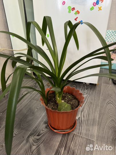 Цветы разные