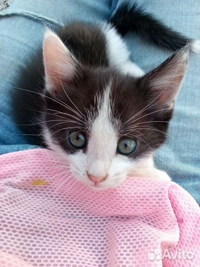 Кошка- мышеловка в добрые руки