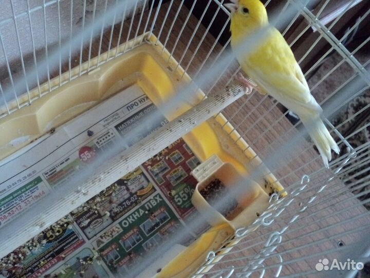 Певчие птицы