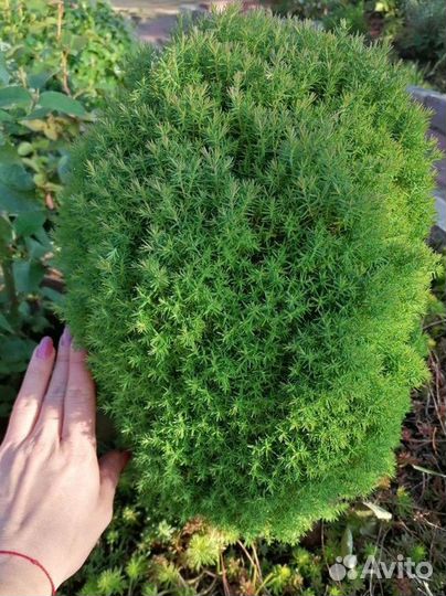 Туя, можжевельник, Ель,хвойники, кипарисовик