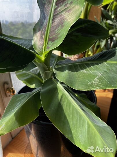 Бронь. Банановая пальма