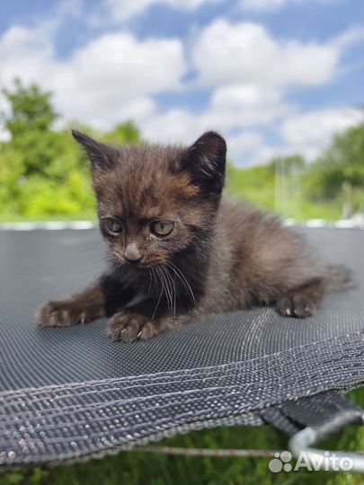 Кошки породистые бесплатно