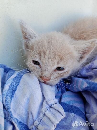 Котик в добрые руки