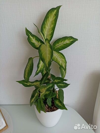 Диффенбахия Камила