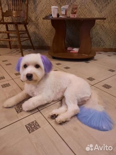 Стрижка животных(груминг)