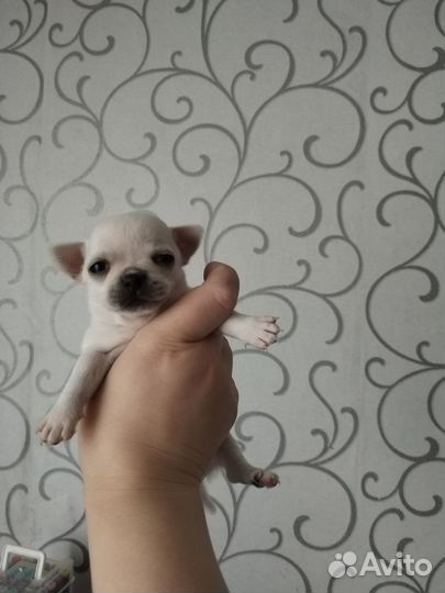 Щенки чихуахуа