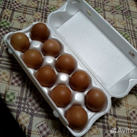 Яйцо домашних курочек