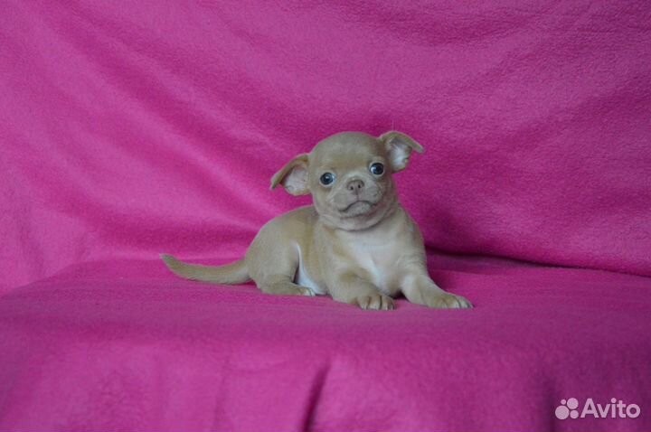 Шоколадное солнышко