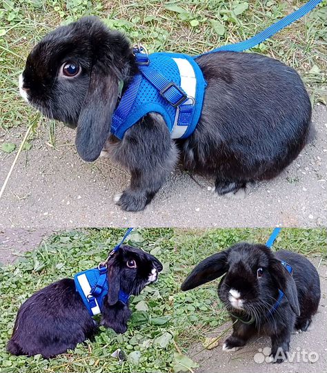 Карликовый вислоухий кролик баран