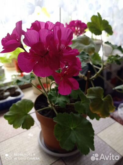 Комнатные цветы