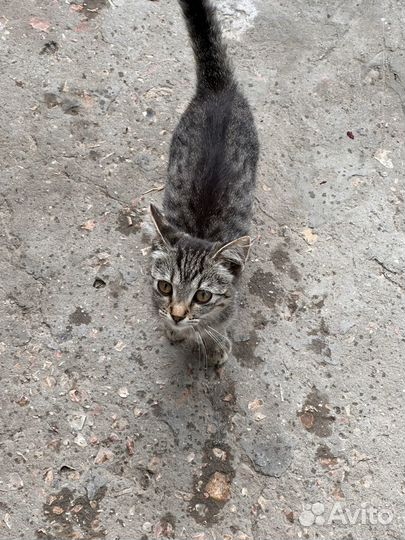 Котенок мальчик бесплатно