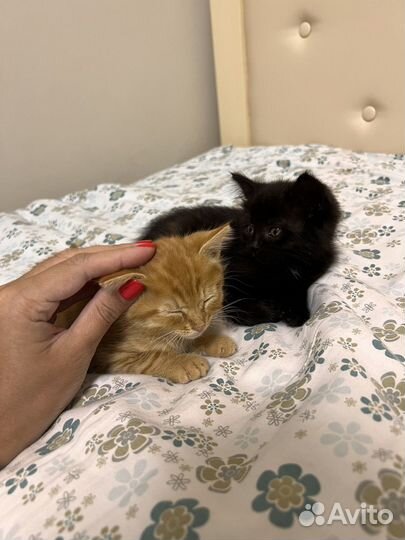 Котята в добрые руки 5 недель мальчики